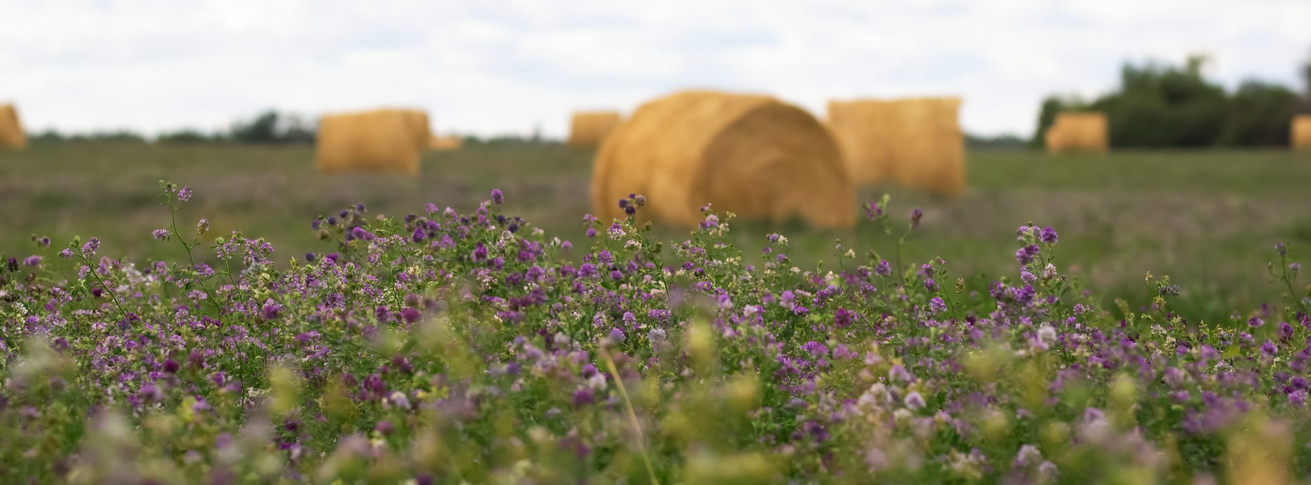 APPEL A MANIFESTATION D’INTERET Fabacéé cherche ses nouveaux pilotes régionaux pour déployer son programme d'accompagnement des agriculteurs vers la sobriété énergétique