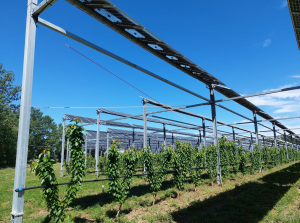 cerisiers sous installation agrivoltaïque