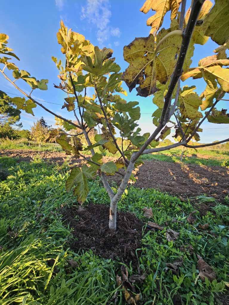 Apport de composts de biodéchets afin de limiter l'érosion et la perte en eau du sol