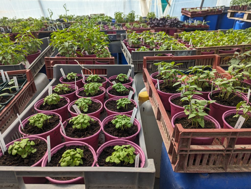 Production de plants de différentes variétés adpatées aux conditions pédoclimatique du territoire