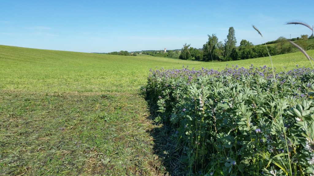 Implémentation de légumineuses dans la rotation