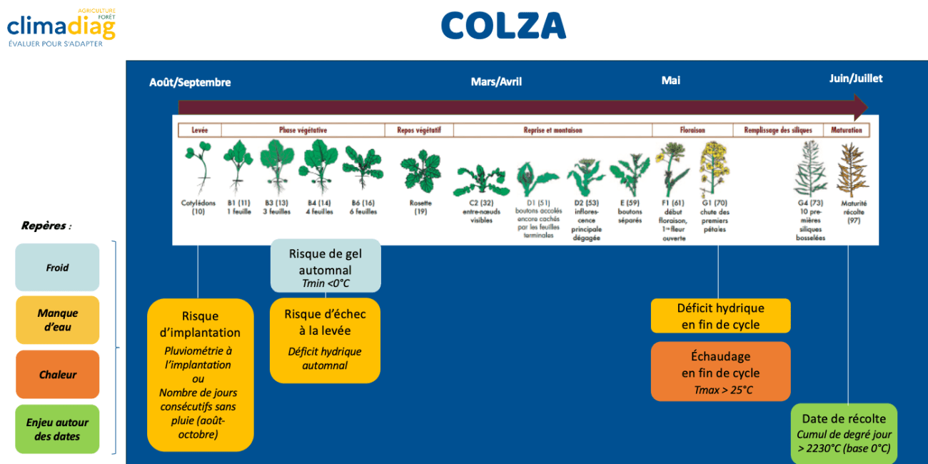 Colza Climadiag Agriculture Solagro