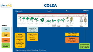 Colza Climadiag Agriculture Solagro