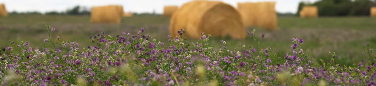 APPEL A MANIFESTATION D’INTERET Fabacéé cherche ses nouveaux pilotes régionaux pour déployer son programme d'accompagnement des agriculteurs vers la sobriété énergétique